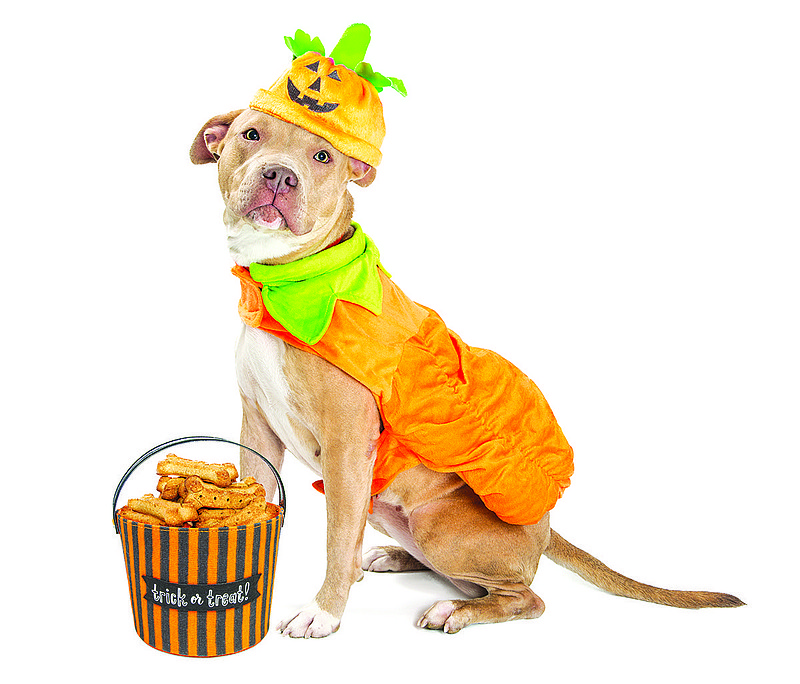 Two local animal shelters are hosting Halloween-themed events on Saturday, Oct. 20, and they are timed where animal lovers don't have to choose between the two, but can attend both. (Photo: Getty Images/iStockphoto/adogslifephoto)