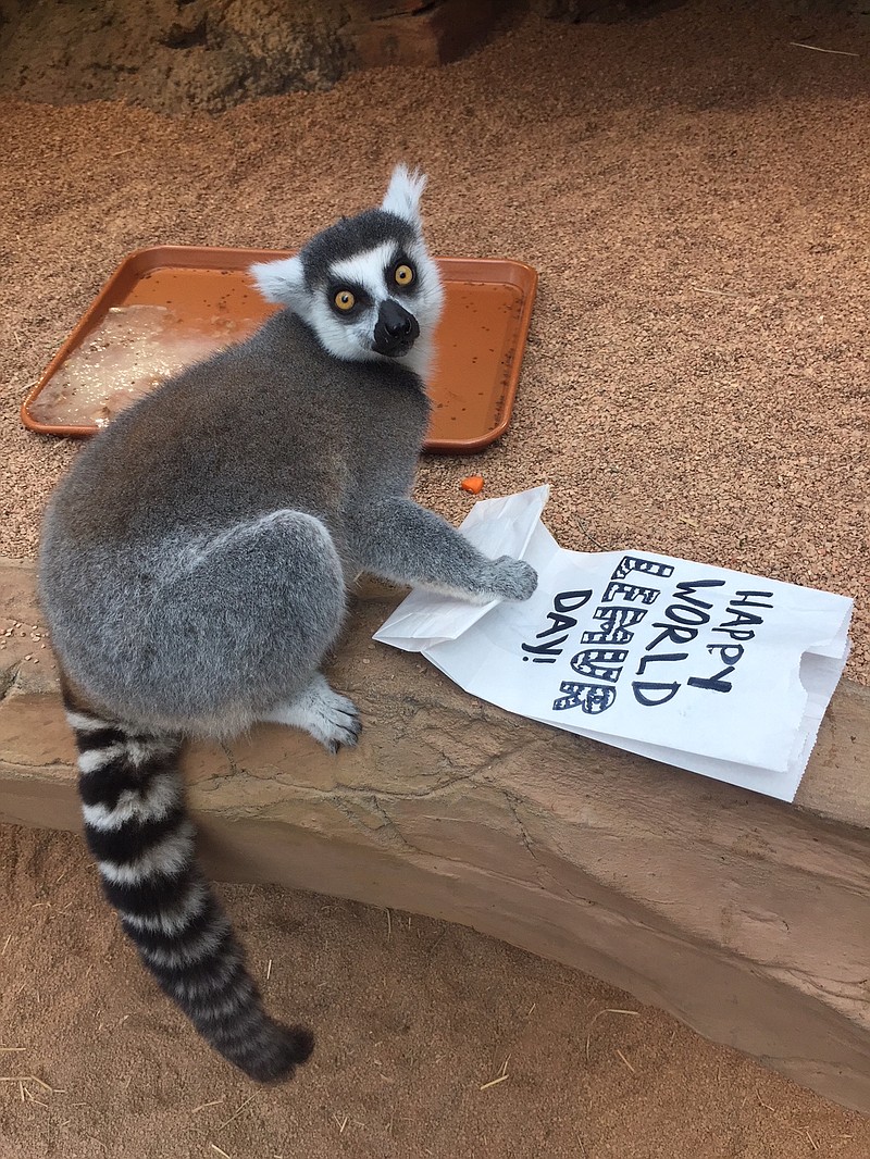 The Tennessee Aquarium's lemurs will be the center of attention on Oct. 20. (Tennessee Aquarium contributed photo)