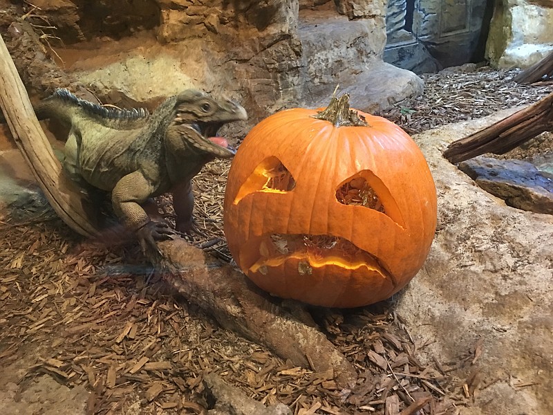 The four-night Boo in the Zoo event combines Halloween spirit with family fun at Chattanooga Zoo. (Chattanooga Zoo contributed photo)