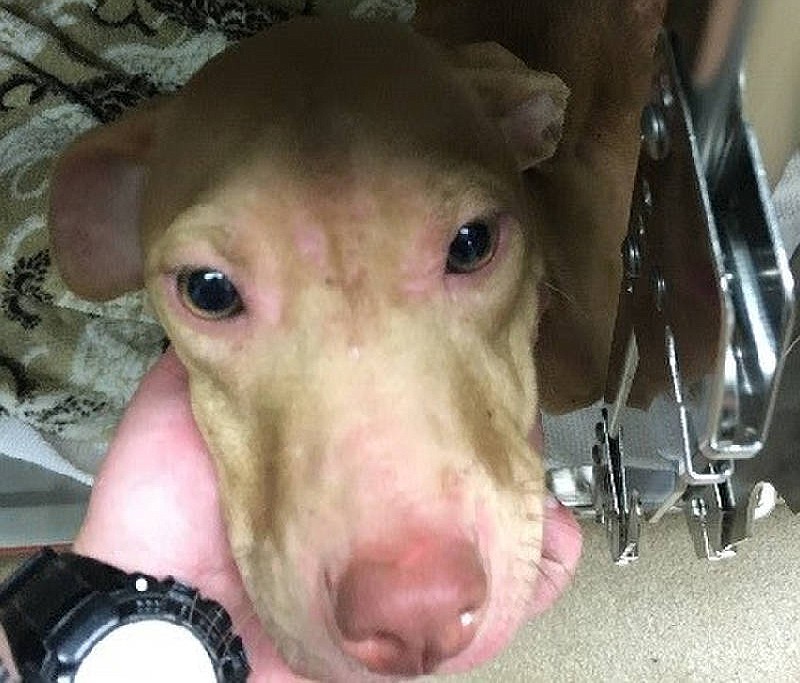 McKamey Animal Center is asking the public for help finding who is responsible for abandoning three seriously neglected dogs in the 3400 block of Lightfoot Mill Road around or before Oct. 12.