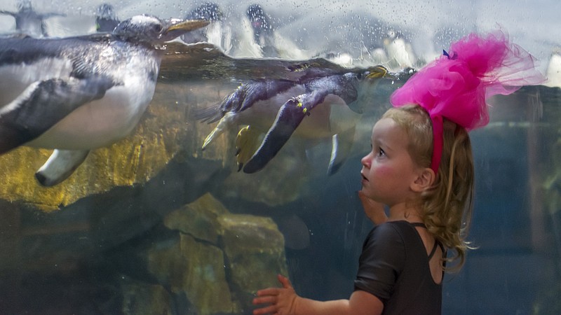 A young visitor at 2017's AquaScarium watches penguins swimming. (Photo: Casey Phillips )