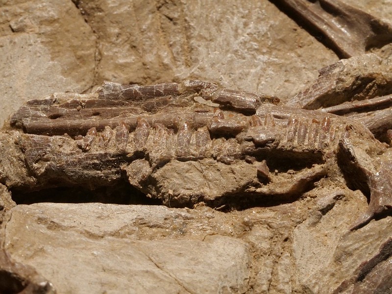 This Oct. 1, 2018, photo shows a jaw bone fossil of a dinosaur in the office of Chinese paleontologist Xu Xing in Beijing. China's rapid city building has churned up a motherlode of new dinosaur fossils, and no one has seized the scientific opportunity more than one paleontologist. (AP Photo/Sam McNeil)

