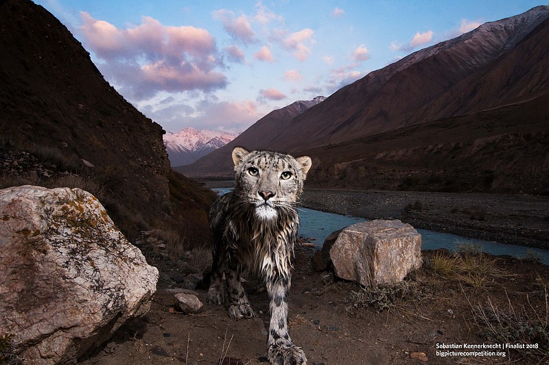 "Morning Ghost" by Sebastian Kennerknecht of Williamstown, Massachusetts, was a finalist in the 2018 BigPicture Natural World Photography Competition. Kennerknecht captured the image in a nature reserve in the Tien Shan Mountains of eastern Kyrgyzstan.