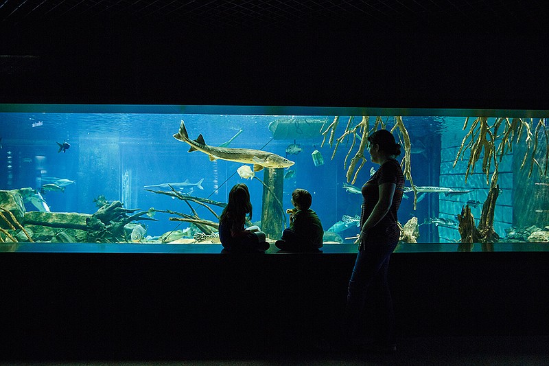 Tennessee Aquarium guests view a sturgeon in 2013. The aquarium is urging businesses and individuals to reduce straw use to protect aquatic animals such as the sturgeon, which can be found in the Tennessee River, from plastic pollution. (Photo by John Bamber via Tennessee Aquarium)