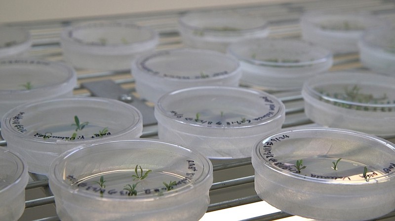 This Sept. 27, 2018 photo shows petri dishes with citrus seedlings that are used for gene editing research at the University of Florida in Lake Alfred, Fla. Gene-editing tools, with names like CRISPR and TALEN, promise to alter foods precisely, and cheaply _ without necessarily adding foreign DNA. Instead, they act like molecular scissors to alter the letters of an organism's own genetic alphabet. (AP Photo/Federica Narancio)

