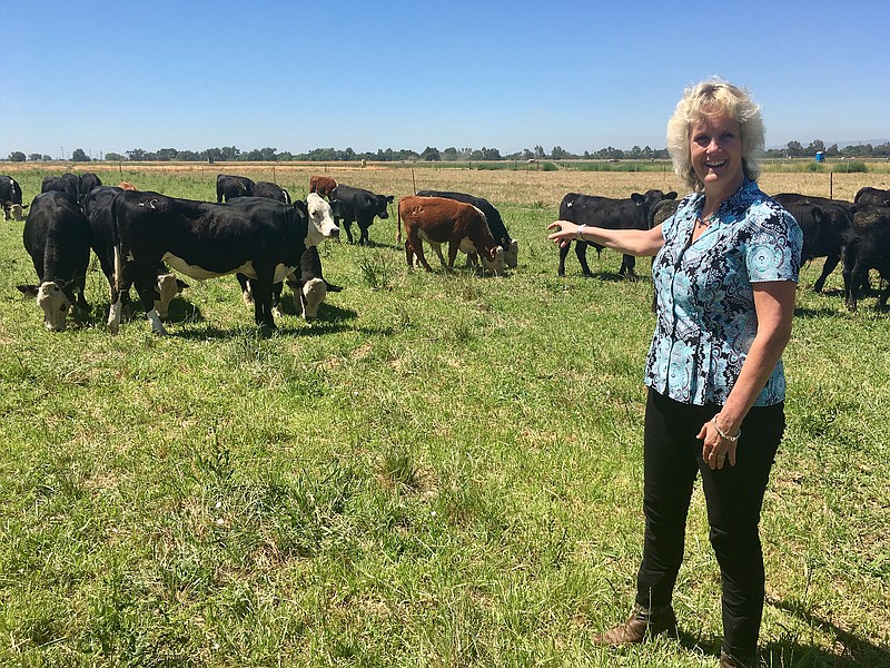In this July 11, 2018 photo, animal geneticist Alison Van Eenennaam of the University of California, Davis, points to a group of dairy calves that won’t have to be de-horned thanks to gene editing. The calves are descended from a bull genetically altered to be hornless, and the company behind the work, Recombinetics, says gene-edited traits could ease animal suffering and improve productivity. (AP Photo/Haven Daley)