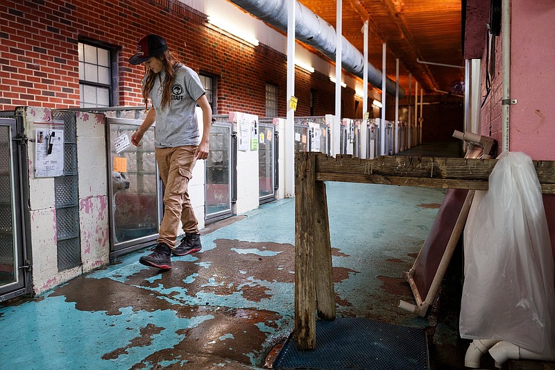 Staff photo by Doug Strickland / Jenna Caraccilo walks past dripping water from the ceiling at the Humane Educational Society on Thursday in Chattanooga. The century-old facility, which was formerly an orphanage, has had a range of problems including crumbling walls, bowed ceilings and rain inside the building.