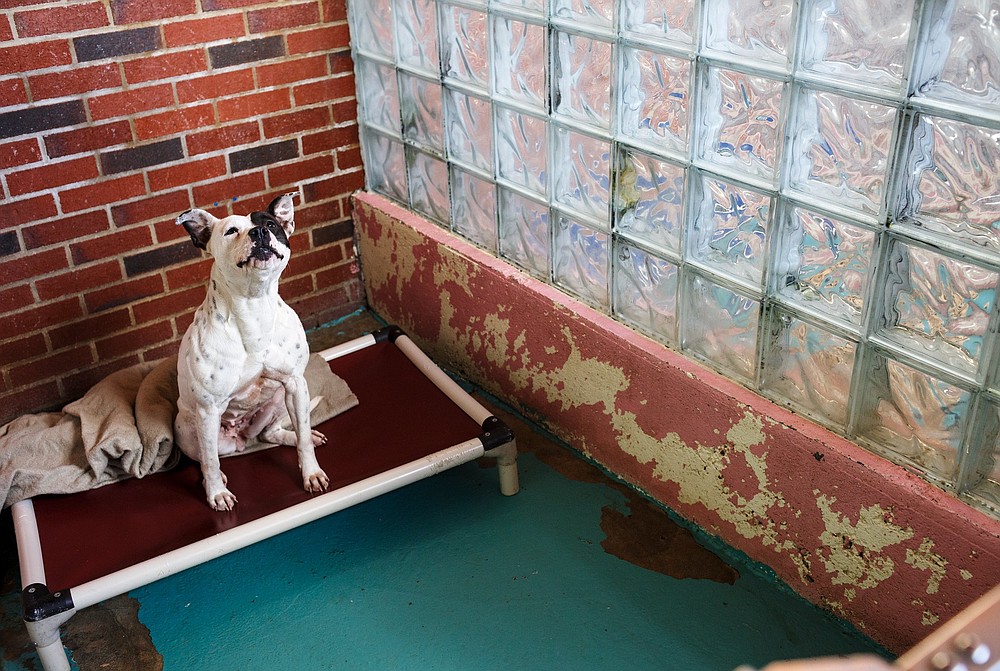 New animal shelter Chattanooga Times Free Press