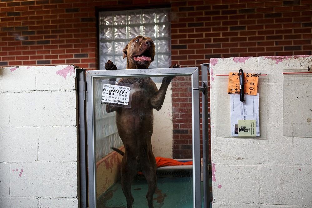 New animal shelter Chattanooga Times Free Press