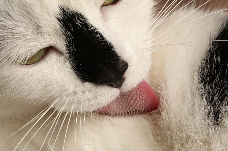 This undated photo provided by Georgia Tech in November 2018 shows a domestic cat grooming its fur. (Candler Hobbs/Georgia Tech via AP)

