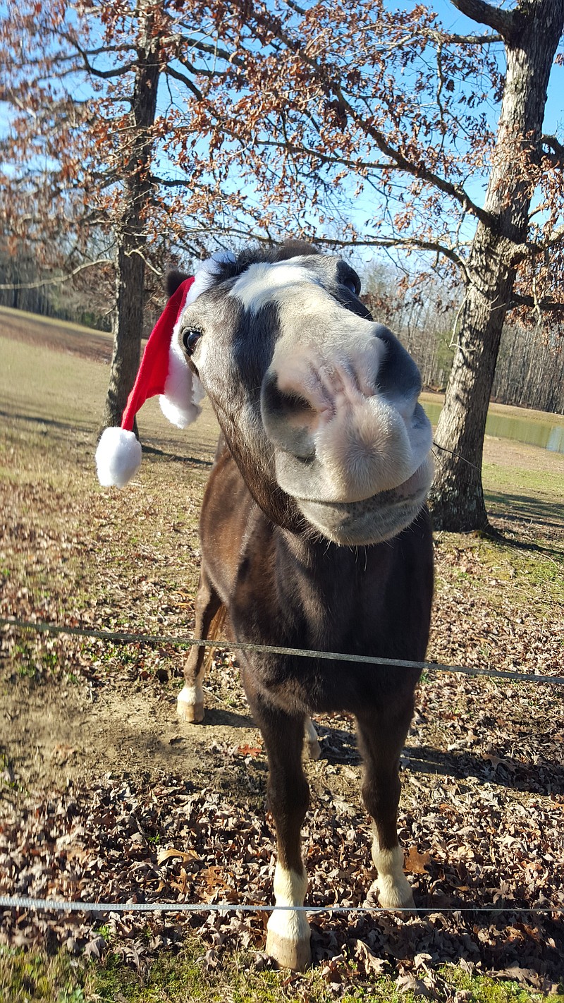 "My beloved Appaloosa Walking Horse sporting his Santa hat! Ready for his Christmas glamour shot in Chatter Magazine!"» Submitted by: Michelle Waterhouse
