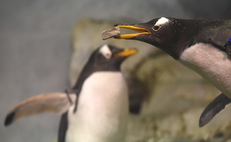 During breeding season, penguins attempt to woo potential mates with the gift of rocks, which — if successful — the pair will use to build their nest.