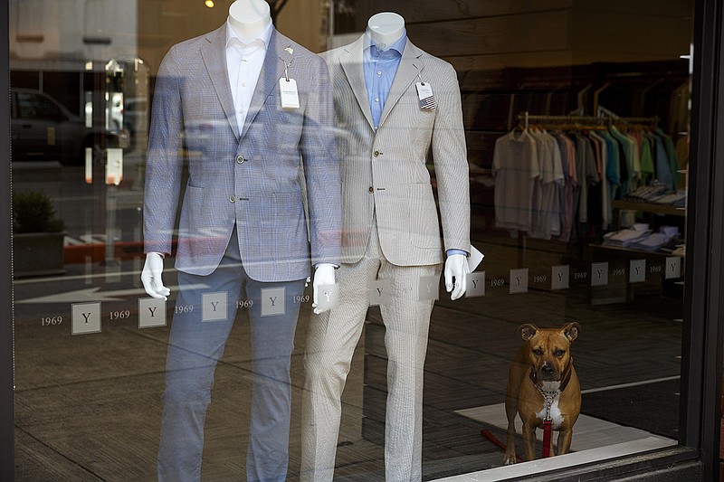 Anoush the shop dog watches through a window from inside Yacoubian Tailors on Broad Street on Friday, May 6, 2016, in Chattanooga, Tenn.