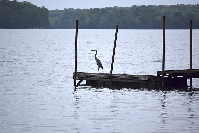 A blue heron perches on a boat dock on Watts Bar Lake at Foshee Pass Recreation Area in Meigs County, Tenn., on Thursday, April 20, 2017. A state legislator is planning to introduce a bill that could set up a permit system for aquatic herbicide use. oir. 