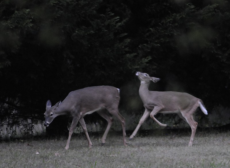A mother doe, left, cautiously moves to a feeding ground with her young Monday evening at Chester Frost Park. 