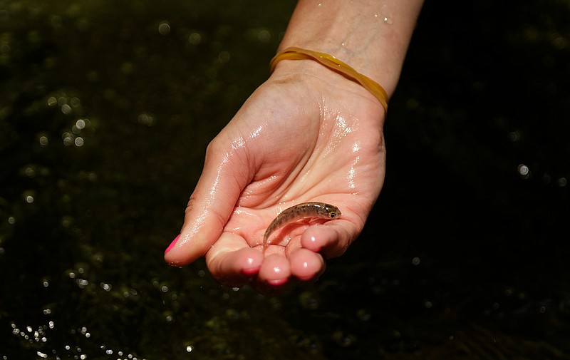 A reintroduction biologist holds a young brook trout during its release into the Little Stoney Creek in the Cherokee National Forest on Tuesday, June 5, 2018, near Elizabethton, Tenn. As part of their ongoing conservation efforts, the Tennessee Aquarium performs multiple fish releases each year in coordination with agencies like TWRA to maintain healthy fish populations in rivers and streams.
