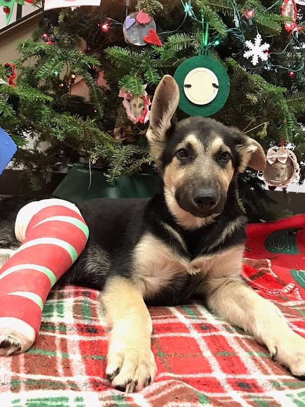 Ali, a 3-month-old German Shepard mix puppy, is recovering after being tossed from a moving vehicle.