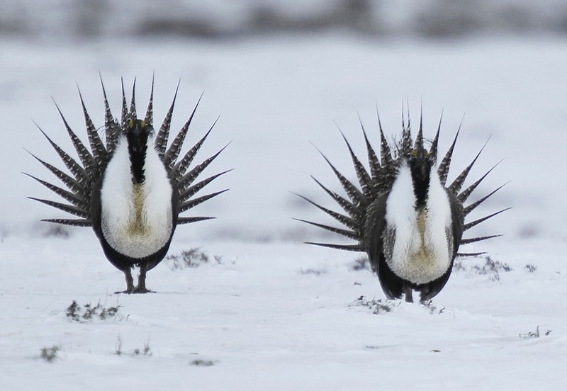 FILE--In this April 20, 2013, file photo, male Greater Sage Grouse perform their mating ritual on a lake near Walden, Colo. The Trump administration moved forward Thursday, Dec. 6, 2018, with plans to ease restrictions on oil and natural gas drilling and other activities across millions of acres in the American West that were put in place to protect the imperiled bird species. (AP Photo/David Zalubowski, File)

