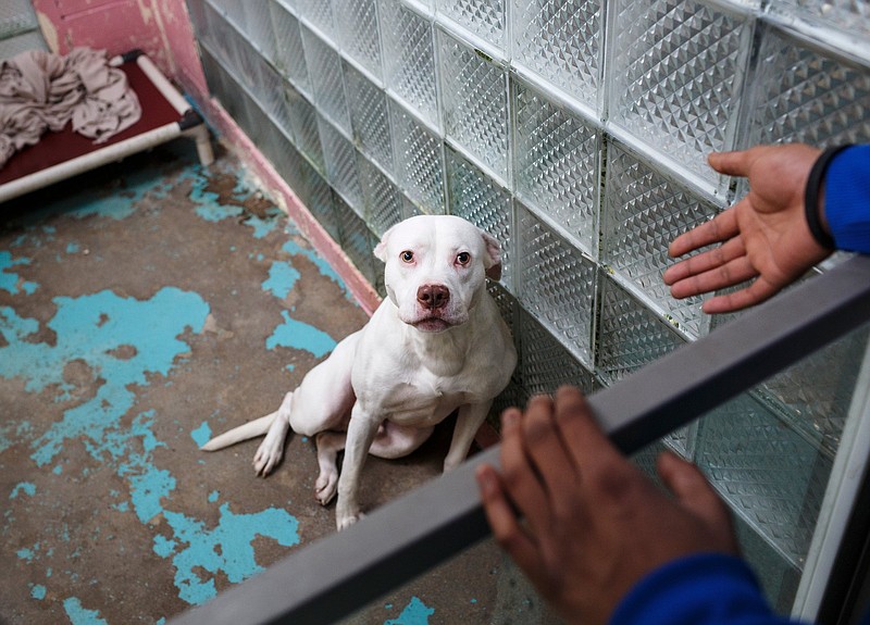 Malik Miller talks to "Spidey" to help him adjust to his kennel at the Humane Educational Society. The century-old facility, which was formerly an orphanage, has had a range of problems including crumbling walls, bowed ceilings and rain inside the building.