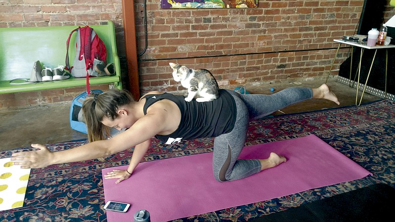 Kitten yoga is the most common new form of yoga, with pop-up sessions held at various places around town.