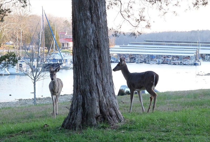 Deer graze in the yard of the superintendents residence at Harrison Bay State Park in March 2018.