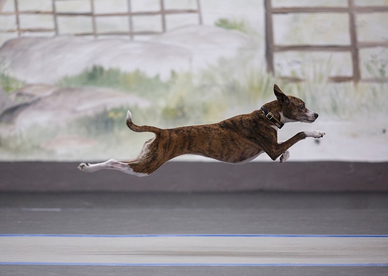 Mira competes in a regional flyball tournament at Playdog Excellent on Saturday, Jan. 27, 2018, in Chattanooga, Tenn. Hosted by the Chattanooga Chomp Flyball Club, flyball is a 4-dog relay race with hurdles where dogs must run to collect tennis balls and return them to their owners.