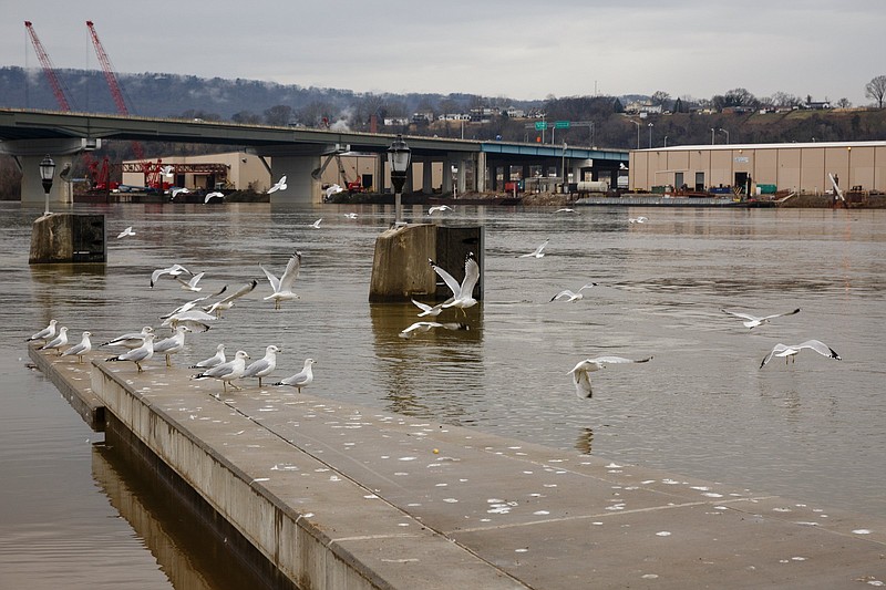 Seagulls fly away from a flooded portion of Ross's Landing on Wednesday, Jan. 2, 2019, in Chattanooga, Tenn. The Tennessee Valley Authority has declared 2018 the wettest year on record for the Tennessee Valley region with 67.1 inches of rainfall, surpassing a previous record of 65.1 inches set in 1973.