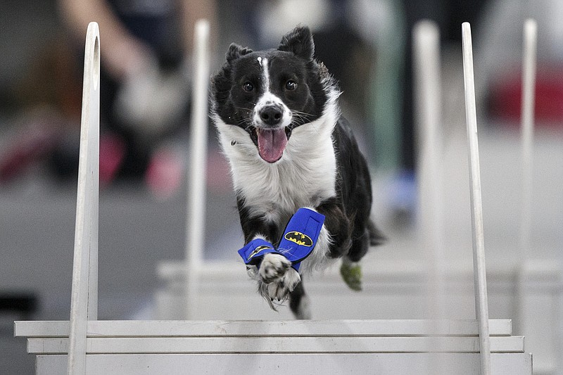 Batman jumps a hurdle during a charity flyball tournament at Play Dog eXcellent on Sunday, Jan. 6, 2019 in Chattanooga, Tenn. Hosted by the Chattanooga Chomp Flyball Club, the tournament hosted teams from across the South and helped raise money for the Humane Educational Society of Chattanooga. Flyball is a 4-dog relay race where the dogs must clear hurdles, retrieve a ball from a loaded box and return the ball past the starting line.