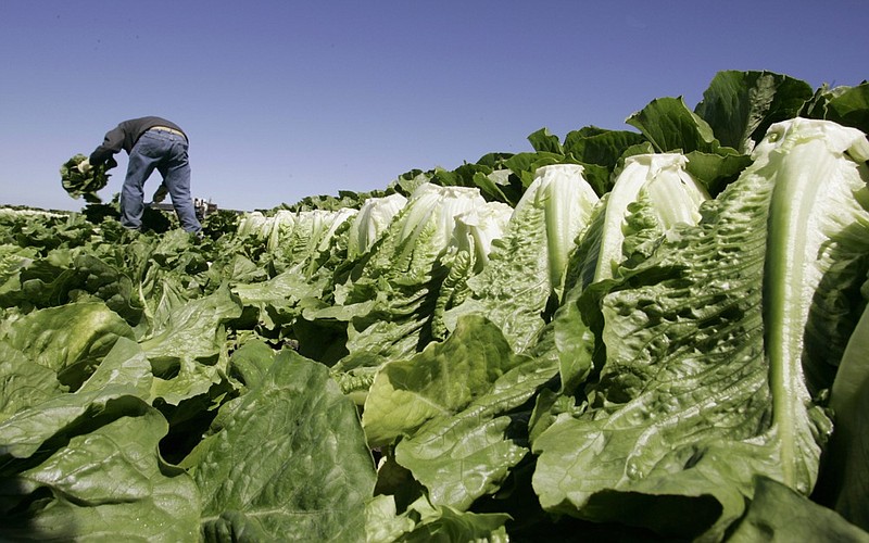 FILE - In this Aug. 16, 2007 file photo, a worker harvests romaine lettuce in Salinas, Calif. U.S. health officials are declaring an end to a food poisoning outbreak blamed on romaine lettuce from California. (AP Photo/Paul Sakuma, File)

