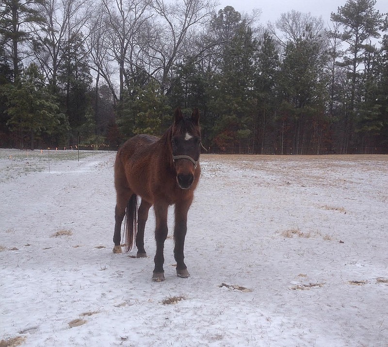 Dusty, a 29-year-old bay Morgan horse, outside his home in Soddy-Daisy. (Contributed photo)
