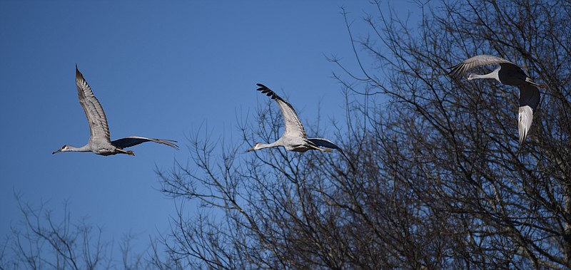 Sandhill cranes fly over their wintering grounds at the Hiwassee Wildlife Refuge.