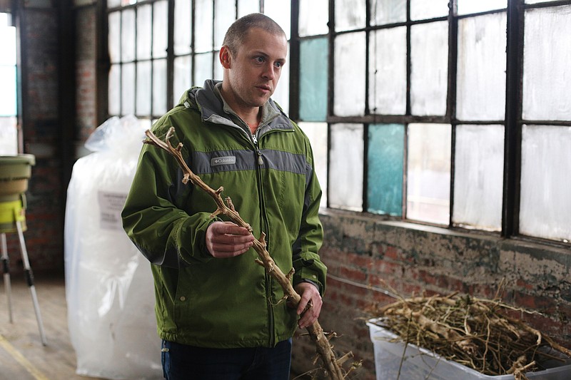 Travis Phillips, a co-founder of Little Tree Labs, talks about the hemp plant and shows a branch after the leafy and flowery portion has been removed at Little Tree Labs Wednesday, December 19, 2018 in Chattanooga, Tennessee. Phillips said he believes as the production of hemp increases, the branch portion will likely start being used in paper product production.