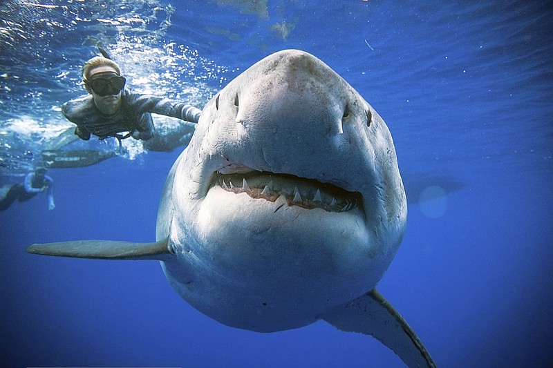 In this Jan. 15, 2019, photo provided by Juan Oliphant, Ocean Ramsey, a shark researcher and advocate, swims with a large great white shark off the shore of Oahu. Ramsey told The Associated Press on Thursday, Jan. 17 that images of her swimming next to a huge great white shark prove that these top predators should be protected, not feared. (Juan Oliphant via AP)