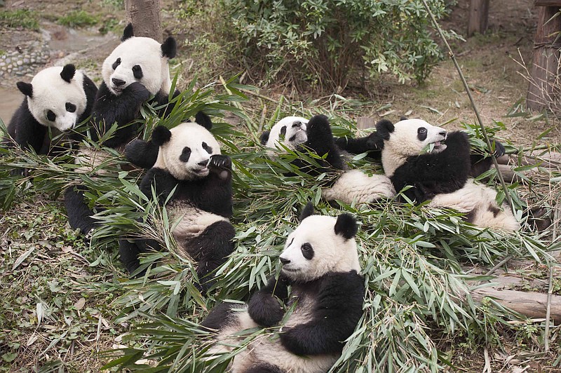 Giant pandas in China's Chengdu Base are featured in "Pandas 3D" showing at the Imax Theater. / Drew Fellman photo/Imax Entertainment/Warner Bros. Pictures