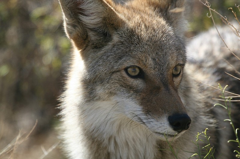 Signal Mountain residents can legally hunt coyotes on private property, now that the town council has amended its firearm ordinance to comply with state law.