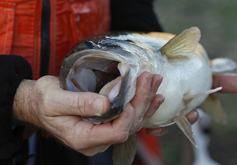 Largemouth bass