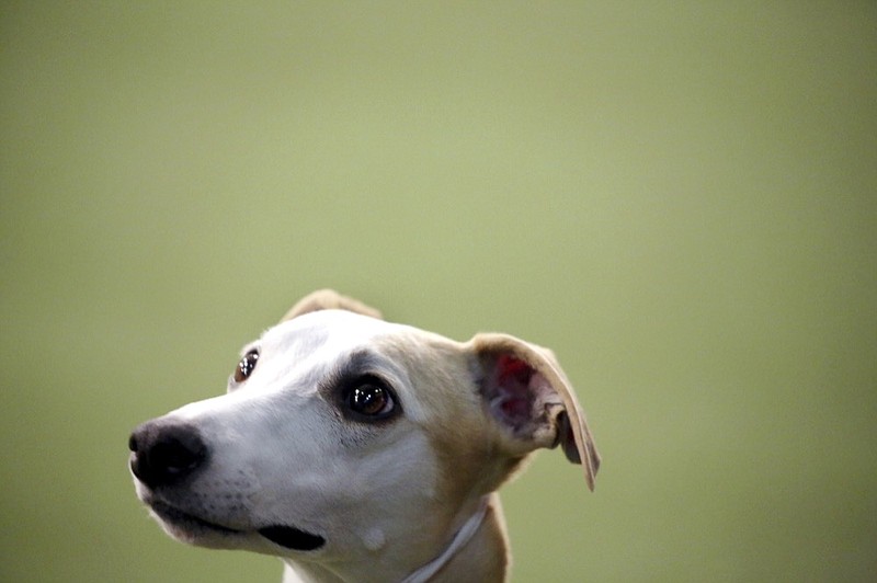 Whippet Bourbon looks at her handler in the Best of Breed event, at the Westminster Kennel Club dog show on Monday, Feb. 11, 2019, in New York. (AP Photo/Wong Maye-E)

