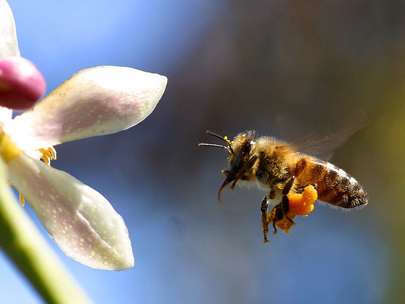A honeybee approaches a flower.