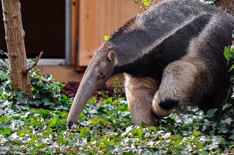 Betsy the giant anteater / Chattanooga Zoo photo