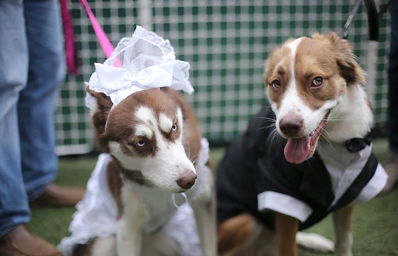 Staff photo by Erin O. Smith / 
Sasha, a one-year-old red husky, and Koa, a shepherd mix, sit together prior to their dog wedding held at Play Wash Pint Thursday, February 14, 2019 in Chattanooga, Tennessee. The two pups met at the dog park about a year ago and hit if off immediately.