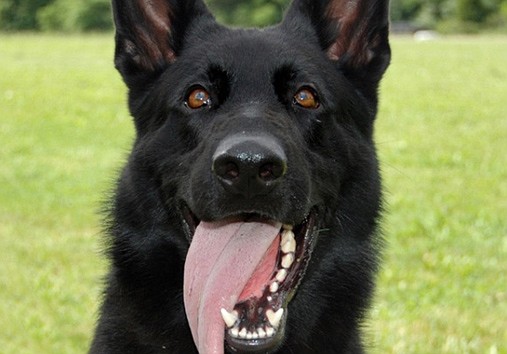 K-9 Deputy Zorro (Photo from the Hamilton County Sheriff's Office)