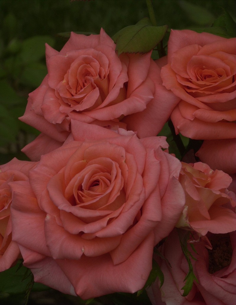 "Preparing Your Roses for Beautiful Blooms" will be one of nine gardening break-out sessions at Saturday's Day of Gardening.