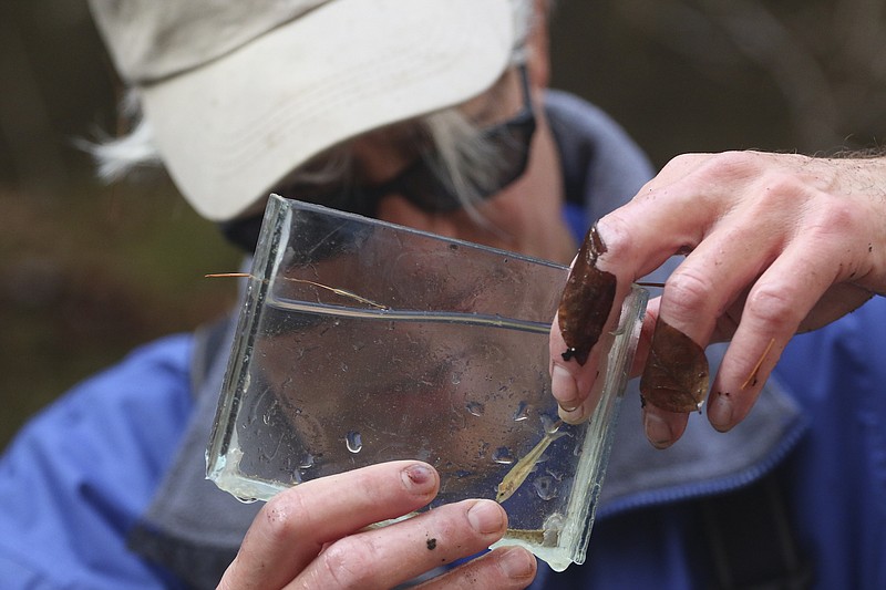 Staff Photo by Dan Henry / The Chattanooga Times Free Press- 11/22/16. Bernie Kuhajda attempts to identify if a minnow is a Western Black Nose Dace or a Laurel Dace while working with other Wildlife and Tennessee Aquarium representatives to search whats left of the Lick Branch of Moccasin Creek on November 18, 2016 to record, capture and rescue the Laurel Dace minnow which have been affected by the drought.  The Laurel Dace is a rare minnow found along Walden's Ridge in the Bledsoe and Rhea County streams.