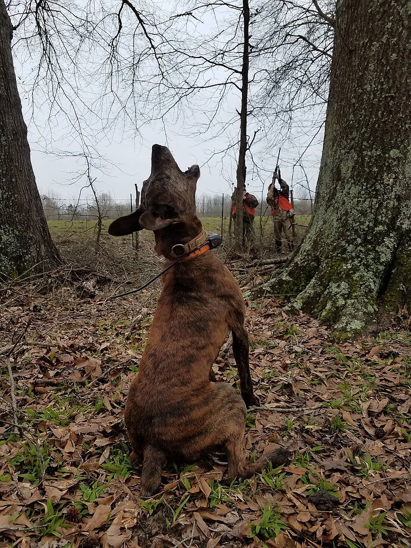 A dog barks to direct hunters to a squirrel he has treed during a Squirrel Master Classic near Montgomery, Ala.