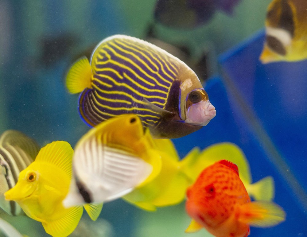 Memfish Tennessee Aquarium putting finishing touches on new semi-permanent ...