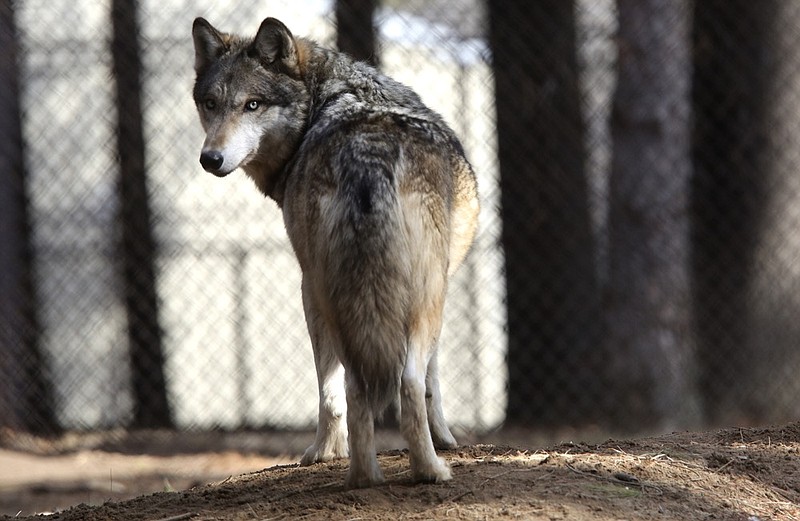 In this April 11, 2018 file photo, a gray wolf stands at the Osborne Nature Wildlife Center south of Elkader, Iowa. U.S. wildlife officials plan to lift protections for gray wolves across the Lower 48 states, re-igniting the legal battle over a predator that's run into conflicts with farmers and ranchers after rebounding in some regions, an official told The Associated Press. (Dave Kettering/Telegraph Herald via AP, File)

