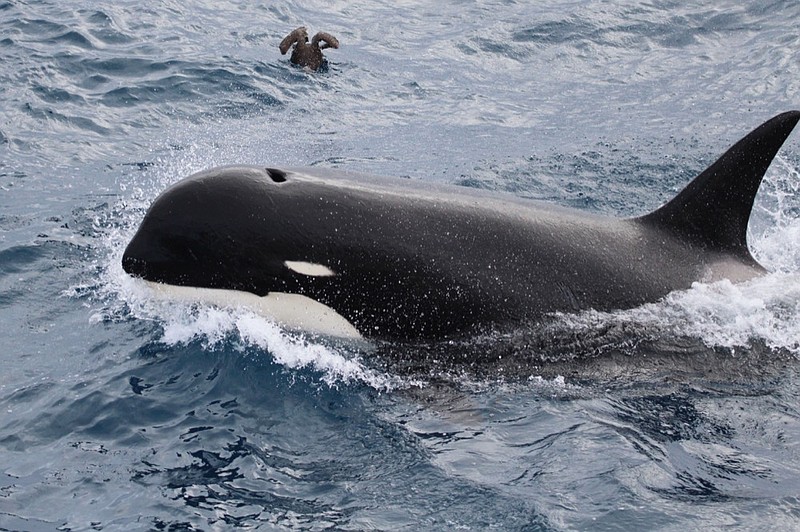 This undated photo provided by Paul Tixier in March 2019 shows a Type D killer whale. Scientists are waiting for test results from a tissue sample, which could give them the DNA evidence to prove the new type is a distinct species. (Paul Tixier/CEBC CNRS/MNHN Paris via AP)

