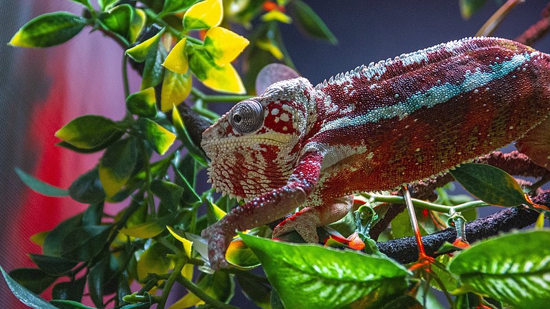 Panther chameleons can change colors to regulate body temperature or communicate.