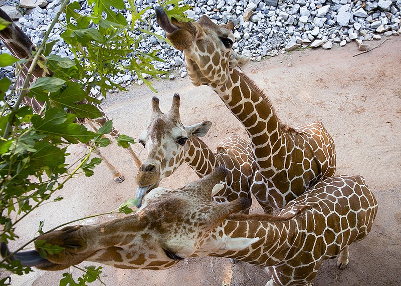 The Chattanooga Zoo will add a giraffe exhibit that is schedule to open in late-2019. / Photo by Adam K. Thompson of Zoo Atlanta