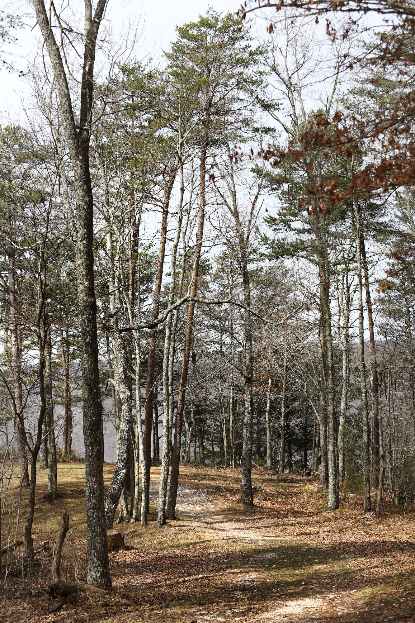 A foot-traffic-only trail leads to a bluff view at the Bridgestone/Firestone Centennial Wilderness Wildlife Management Area Tuesday, March 12, 2019 in Sparta, Tennessee. Wilderness areas have stricter guidelines than many other public lands.